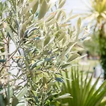 Lointaines Escapades Bed & Breakfast Perpignan