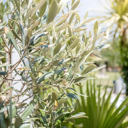 Lointaines Escapades فندق مبيت وإفطار بيربينيو